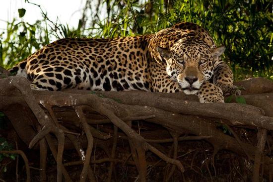 wp-content/uploads/itineraries/Brazil/Jaguars day 3.jpg